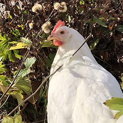 Chicken with leafy background
